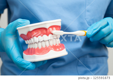 Doctor clean teeth denture with toothbrush for teach patient and dentist studying about dentistry. 125591873