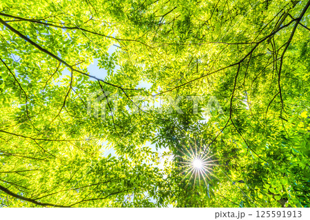 日本の横浜都市景観 新緑の季節…。木漏れ日…緑のイメージ…=4月27日 日本の横浜都市景観 新緑の季節…。木漏れ日…緑のイメージ…=4月27日 125591913