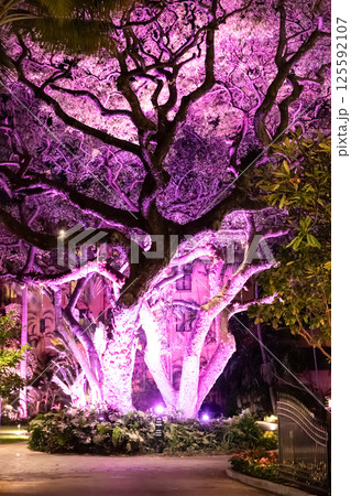 ハワイ ロイヤル・ハワイアンホテル ヘルモアガーデンの夜景 ハワイ ロイヤル・ハワイアンホテル ヘルモアガーデンの夜景 125592107