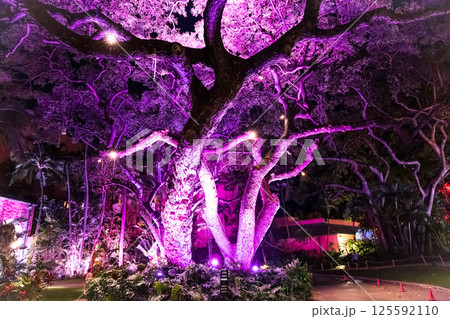 ハワイ ロイヤル・ハワイアンホテル ヘルモアガーデンの夜景 ハワイ ロイヤル・ハワイアンホテル ヘルモアガーデンの夜景 125592110