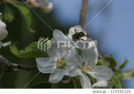 りんごの花 125592128