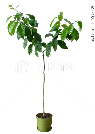 Young orange tree in a pot on a white isolated background. Fruit bush for growing in garden or orchard, decorative potted plant. 125592420