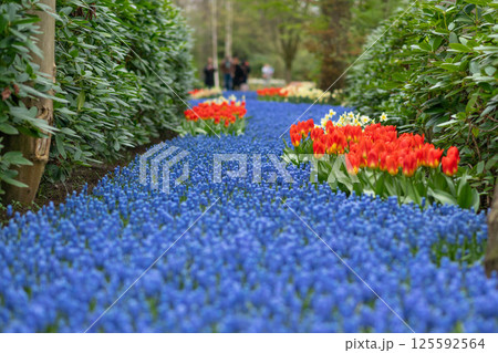 Blue muscari spring carpet Keukenhof, Holland Background 125592564