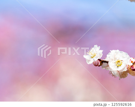 春の訪れを告げる満開の清楚な白梅　紅梅を背景に 125592616