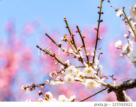 春の訪れを告げる満開の清楚な白梅　紅梅を背景に 125592622
