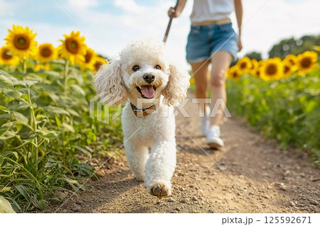 ひまわり畑を楽しそうに歩くトイプードル ひまわり畑を楽しそうに歩くトイプードル 125592671