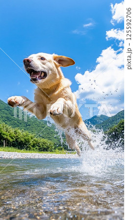 川を勢いよくジャンプするラブラドールレトリバー 125592706