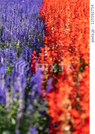 赤と青のサルビアが並ぶ花畑 赤と青のサルビアが並ぶ花畑 125592754