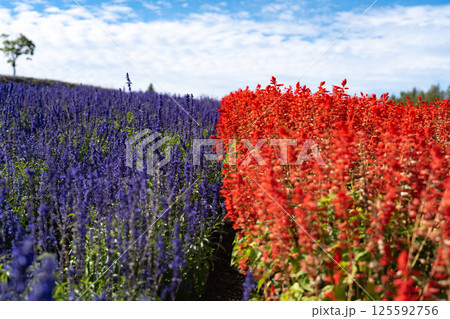 赤と青のサルビアが並ぶ花畑 125592756