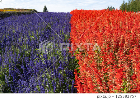 赤と青のサルビアが並ぶ花畑 125592757