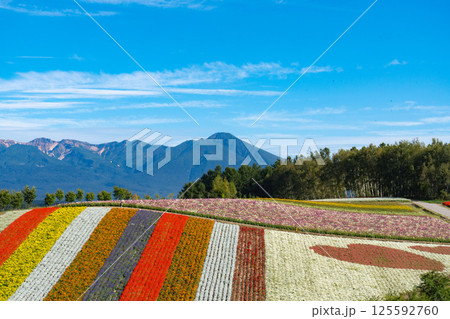彩り豊かな花畑と十勝岳の絶景 125592760
