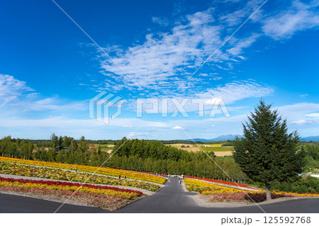 四季彩の丘の花畑と青空の道 125592768