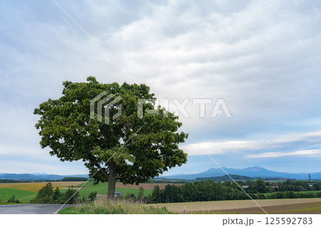 セブンスターの木と田園の風景 125592783