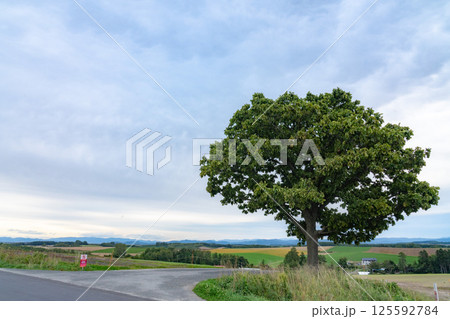 セブンスターの木と田園の風景 125592784