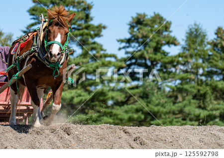 坂を力強く登るばんばの迫力 125592798