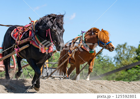 坂を力強く登るばんばの迫力 坂を力強く登るばんばの迫力 125592801