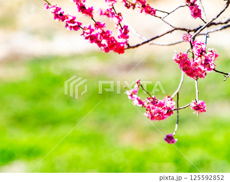 春の訪れを告げる満開の紅梅 125592852