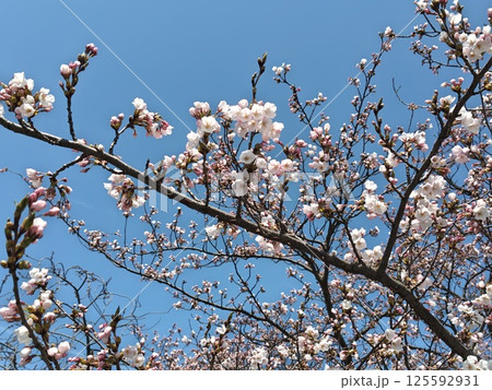青空に映える美しい桜 125592931