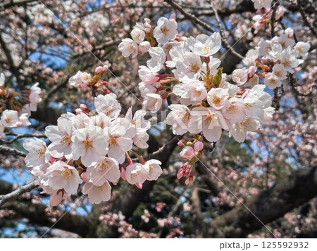 青空に映える美しい桜 125592932