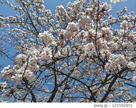 青空に映える美しい桜 125592955