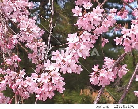 美しく咲く枝垂れ桜 125593176