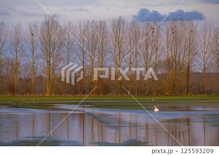 Swan swimming in flooded field with bare trees and birds nests in Sougeal, Brittany, France Swan swimming in flooded field with bare trees and birds nests in Sougeal, Brittany, France 125593209