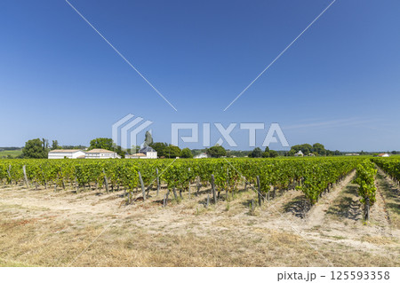 Lush vineyard rows leading to Saint Julien Beychevelle church in Nouvelle Aquitaine, France 125593358