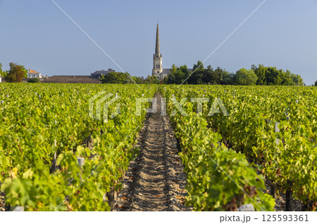 Lush vineyard rows leading to Saint Julien Beychevelle church in Nouvelle Aquitaine, France 125593361
