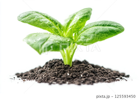 Botanical diagram of a caper plant showcasing its leaves, flowers, and buds for educational use 125593450