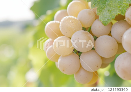 Golden grape clusters glisten with morning dew in a vibrant vineyard 125593560