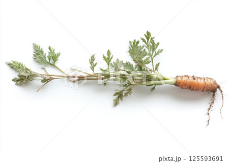 Freshly picked carrot with green leaves and roots on white background 125593691