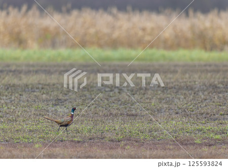 Common pheasant walking in the field looking for food Common pheasant walking in the field looking for food 125593824