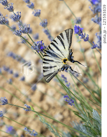 Fennel Swallowtail on lavender, Provence, France Fennel Swallowtail on lavender, Provence, France 125593839