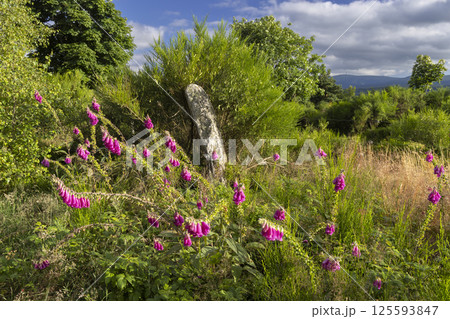Foxgloves growing near an ancient standing stone in the scottish highlands 125593847