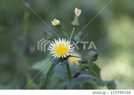 close up of Sonchus asper, also commonly known as the prickly sow-thistle, rough milk thistle, spiny sowthistle, sharp-fringed sow thistle close up of Sonchus asper, also commonly known as the prickly sow-thistle, rough milk thistle, spiny sowthistle, sharp-fringed sow thistle 125594198