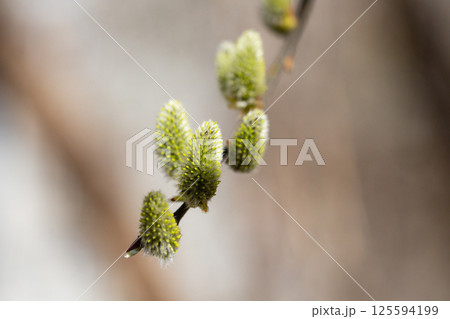 Willow branch with catkins near the river in sunny weather, willow - Easter symbol Willow branch with catkins near the river in sunny weather, willow - Easter symbol 125594199