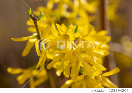 Forsythia flowers, Golden Bell, Border Forsythia (Forsythia x intermedia, europaea) blooming in spring garden bush 125594202