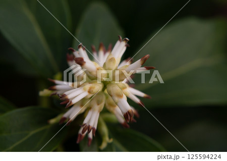 Japanese Pachysandra Flowers in Bloom. A small white flower on a branch in the garden, macro. 125594224