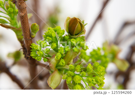 Norway Maple (Acer platanoides), flowering. Delicate green maple flowers and buds on a branch in the garden in early spring. Spring natural background. Norway Maple (Acer platanoides), flowering. Delicate green maple flowers and buds on a branch in the garden in early spring. Spring natural background. 125594260