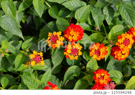 Lantana camara red orange (common lantana) flowers close-up 125594298