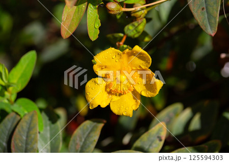 Yellow Hypericum Hidcote (St. John s Wort). A summer background of a large yellow flower on a green bush. Yellow Hypericum Hidcote (St. John s Wort). A summer background of a large yellow flower on a green bush. 125594303