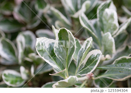Texture, background, pattern of green and white leaves of Euonymus fortunei Emerald Gaiety with rain drops. Natural backdrop Texture, background, pattern of green and white leaves of Euonymus fortunei Emerald Gaiety with rain drops. Natural backdrop 125594304