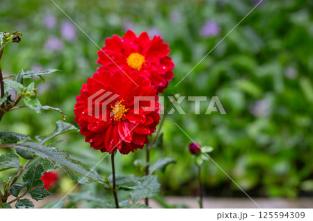 Dahlia flower red In the raindrops, mature and magnificent close-up. 125594309
