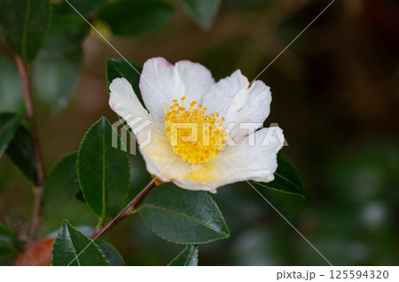Autumn flowering camellia sasankwa close-up. An evergreen flowering shrub in the garden is a selective focus. 125594320