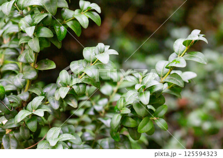 Fresh green buxus (Buxus sempervirens) leaves. Close-up of evergreen bush boxwood in the nature. Concept: Greenery, natural pattern, nature texture. 125594323