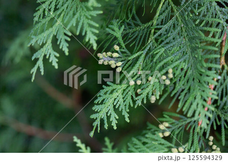 Thuja occidentalis close-up. Green thuja tree branches, background. Thuja occidentalis close-up. Green thuja tree branches, background. 125594329