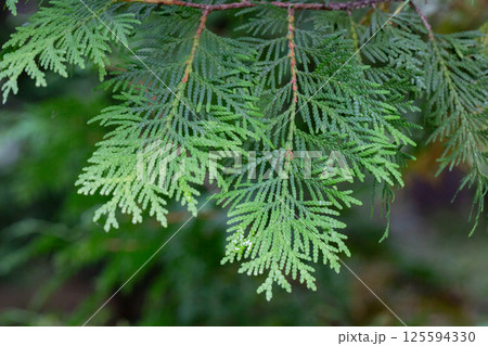 Thuja occidentalis close-up. Green thuja tree branches, background. 125594330