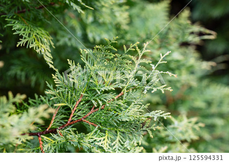 Thuja occidentalis close-up. Green thuja tree branches, background. Thuja occidentalis close-up. Green thuja tree branches, background. 125594331