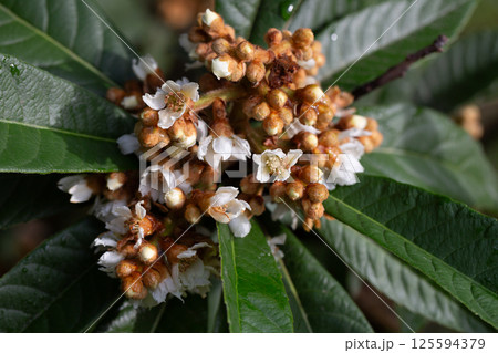 Close-up Blooming Japanese medlar (Eriobotrya Japonica) on blurred background. Selective focus. 125594379