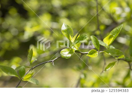 Spring leaves - fresh young spring leaves Spring leaves - fresh young spring leaves 125594383